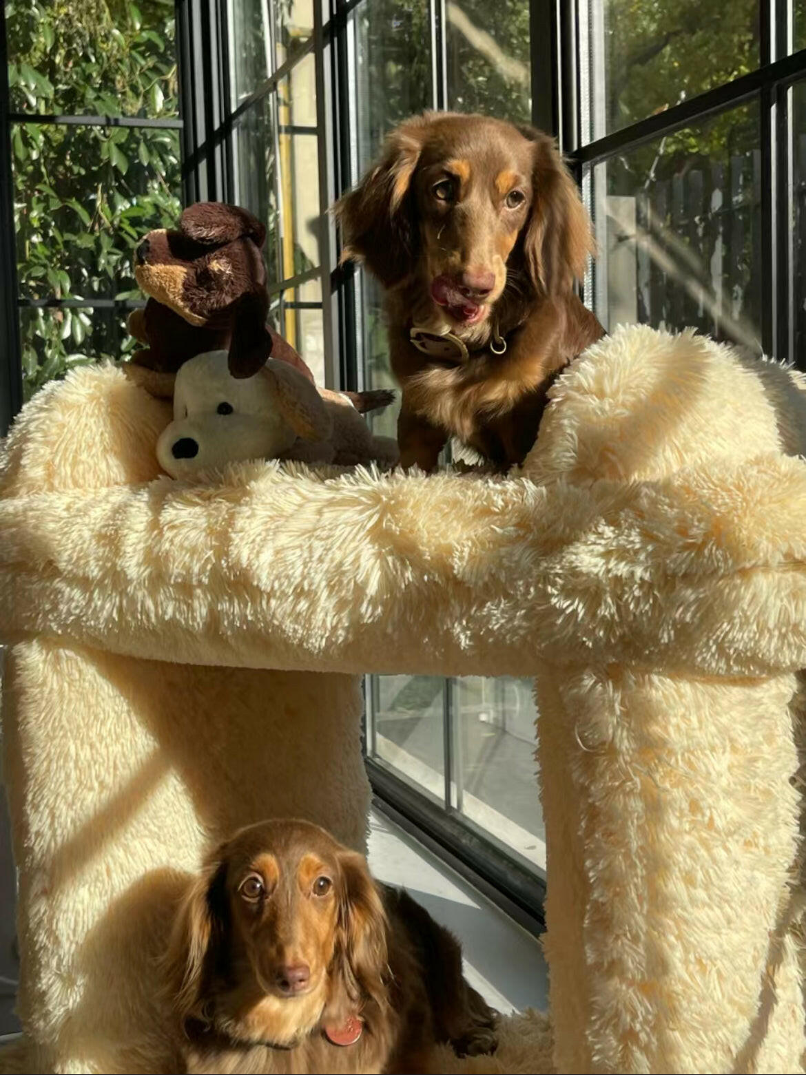 yellow dog cozy bed, climbing frame, and tunnel.