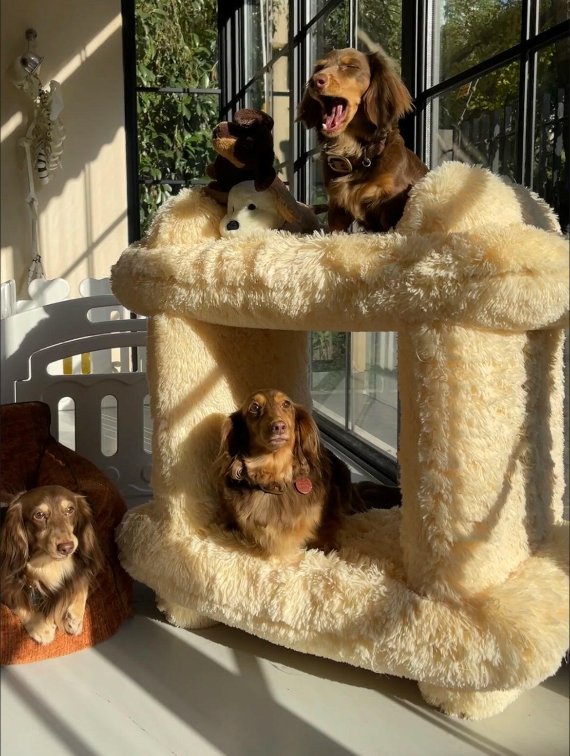 yellow dog cozy bed, climbing frame, and tunnel.